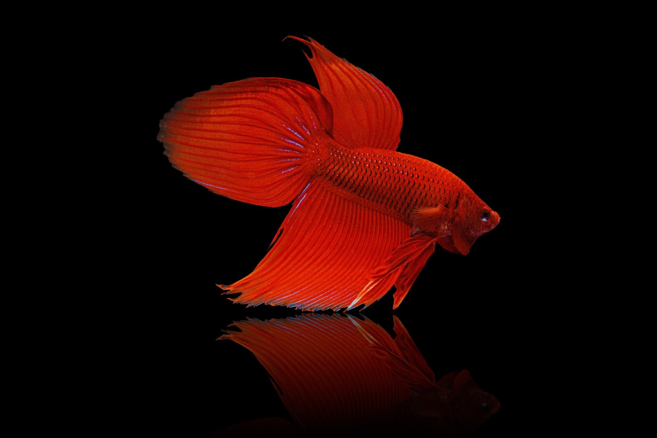 betta fish