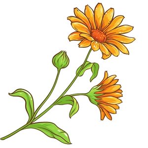 calendula