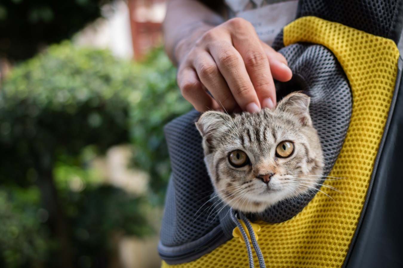 cat in backpack