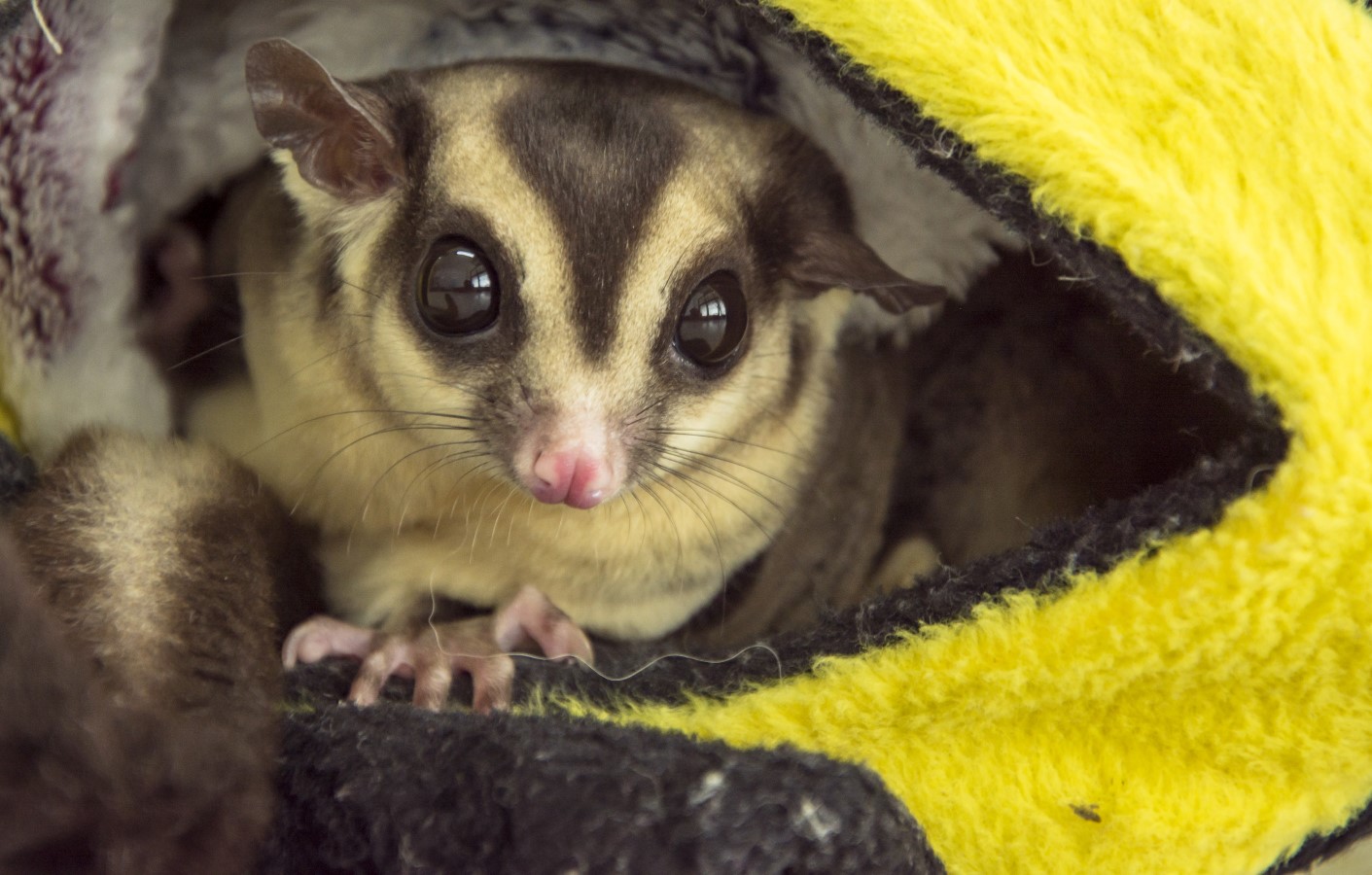 sugar glider