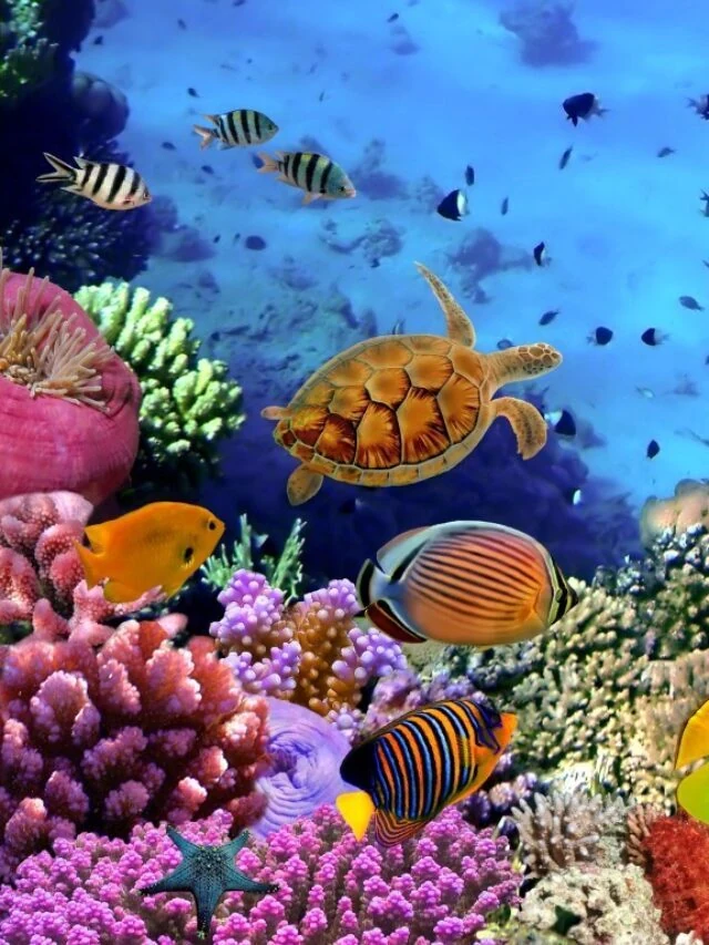 List of Sea Animals with Pictures Story