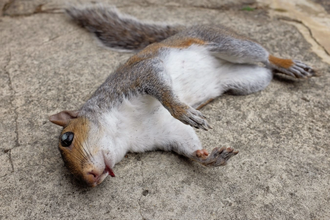dead squirrel