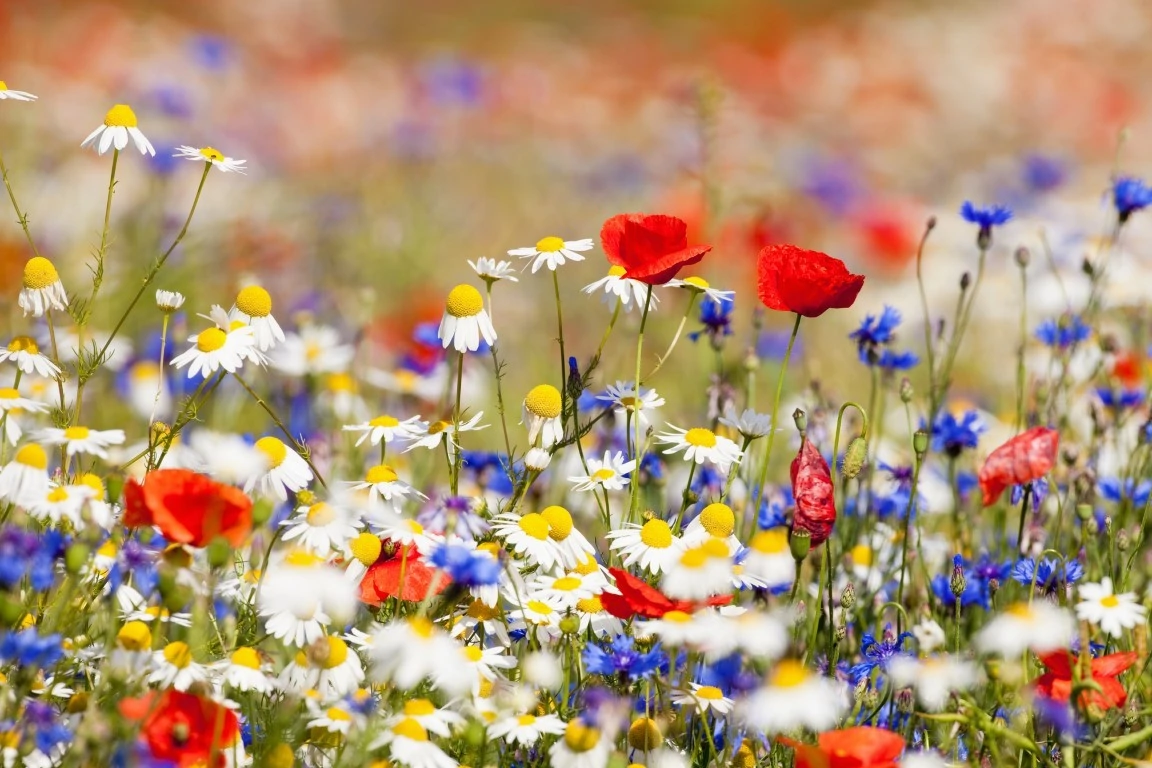 Flower Names in English