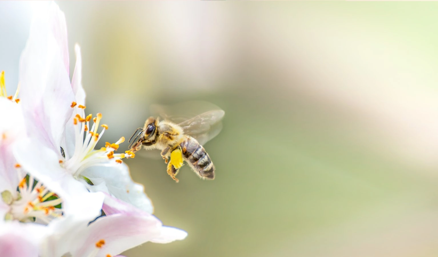 flying honeybee