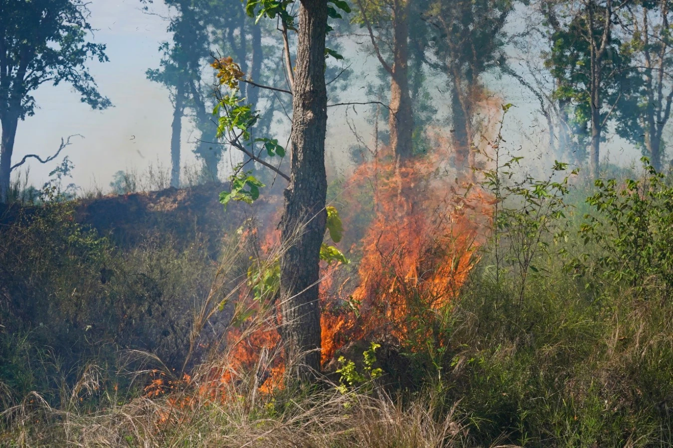 forest fire