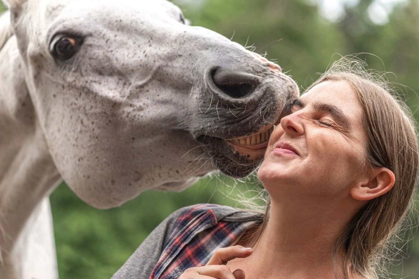 horse showing affection