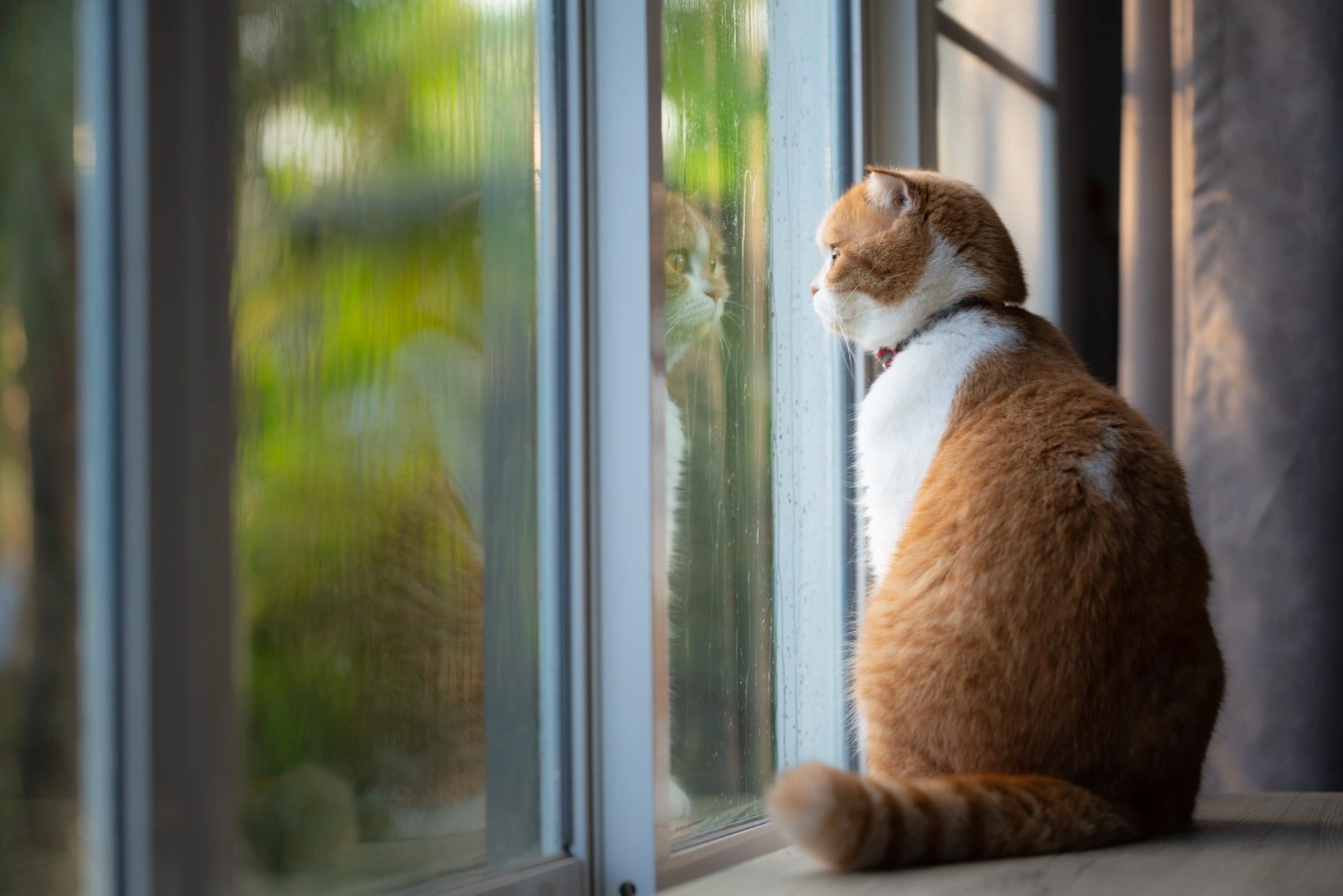 lonely cat