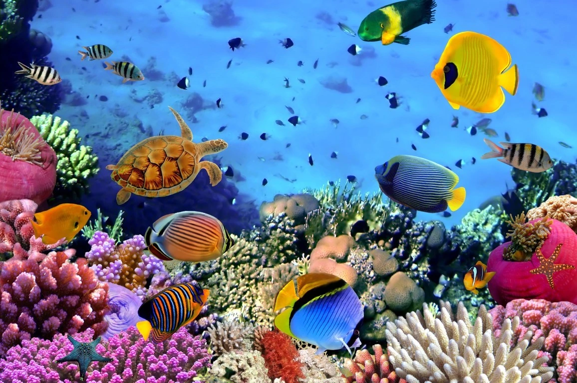 Sea Animals